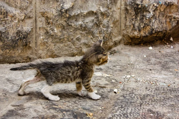 이스라엘의 예루살렘의 시티의 거리에 상태에서 고양이의 — 스톡 사진