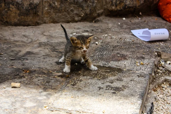 Fechar Gatinho Mau Estado Rua Cidade Velha Jerusalém Israel — Fotografia de Stock