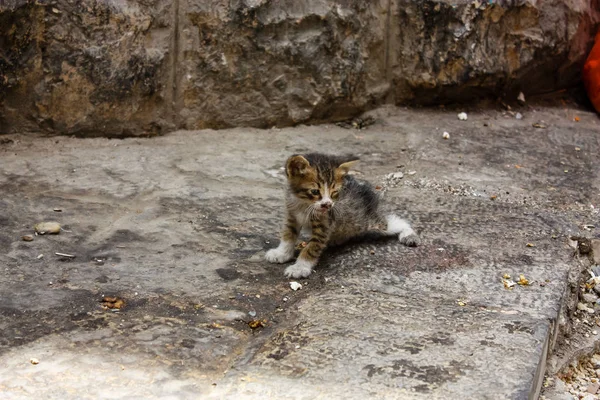Nahaufnahme Eines Kätzchens Schlechtem Zustand Der Straße Der Altstadt Von — Stockfoto