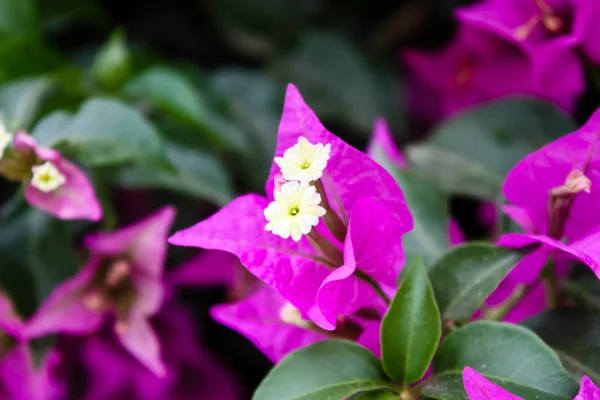 Primo Piano Fiori Nella Strada Gerusalemme Israele — Foto Stock