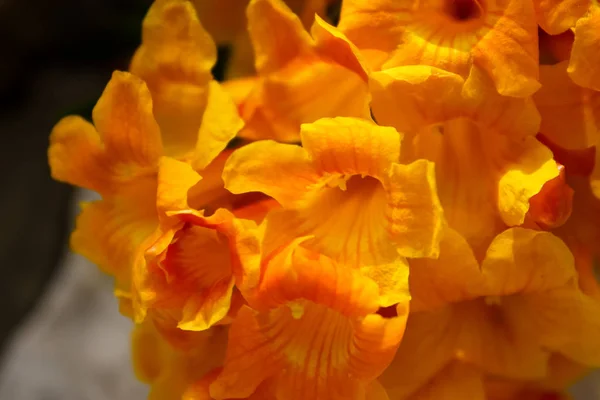 Nahaufnahme Von Blumen Der Straße Von Jerusalem Israel — Stockfoto