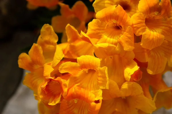 Nahaufnahme Von Blumen Der Straße Von Jerusalem Israel — Stockfoto