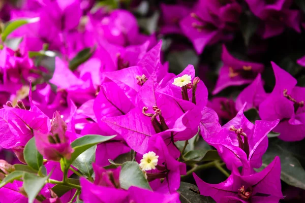 Nahaufnahme Von Blumen Der Straße Von Jerusalem Israel — Stockfoto