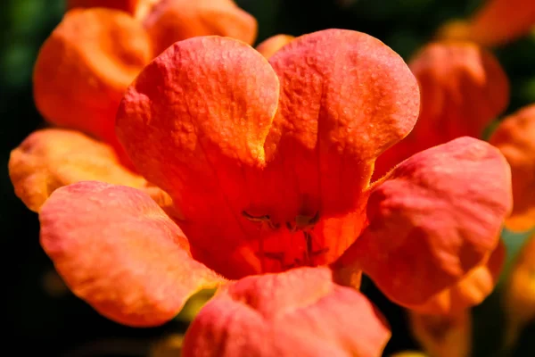 イスラエルのエルサレムの通りの花のクローズ アップ — ストック写真