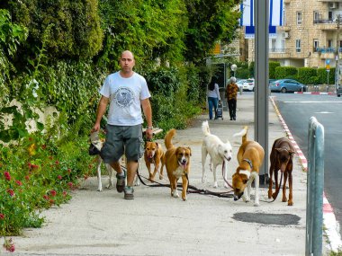 Kudüs İsrail 04 Mayıs 2018 yürüyüş bilinmeyen bir kişinin görünümü köpekler Jerusalem öğleden sonra sokaklarda