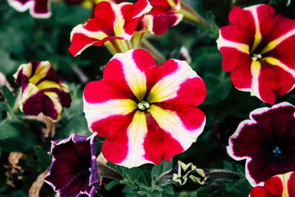 Close Flores Coloridas Jerusalém Israel — Fotografia de Stock