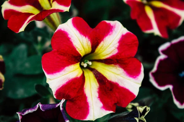 Close Flores Coloridas Jerusalém Israel — Fotografia de Stock