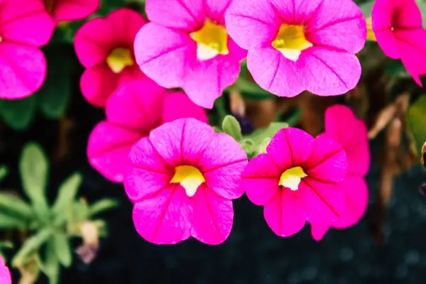 Close Flores Coloridas Jerusalém Israel — Fotografia de Stock