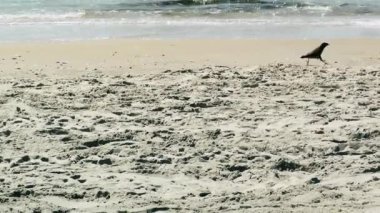 Rishon Lezion, İsrail Palmachim Beach'te kuş görünümü  