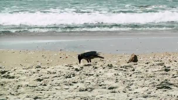 Vista Pássaros Palmachim Beach Rishon Lezion Israel — Vídeo de Stock