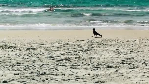 Vista Pássaros Palmachim Beach Rishon Lezion Israel — Vídeo de Stock