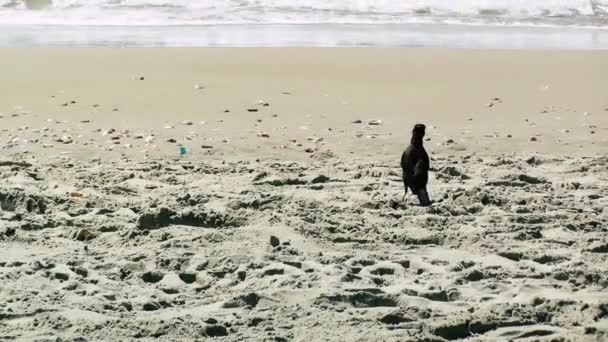 Вид Птиц Пляже Пальмах Ришон Ционе Израиль — стоковое видео