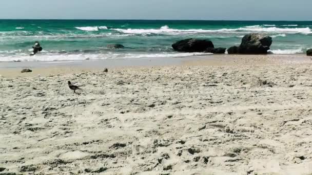 Vista Palmachim Beach Rishon Lezion Israel — Vídeo de Stock