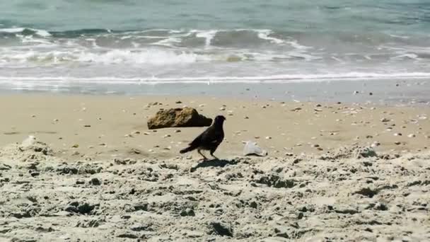 Вид Птиц Пляже Пальмах Ришон Ционе Израиль — стоковое видео