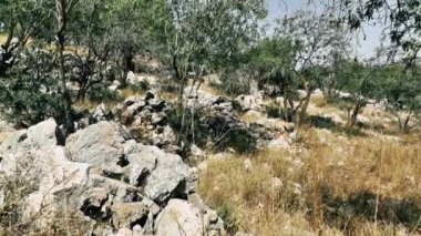 Doğa ve manzara Kudüs'te İsrail çevresinde      