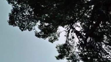 Doğa ve manzara Kudüs'te İsrail çevresinde      