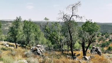 Doğa ve manzara Kudüs'te İsrail çevresinde      