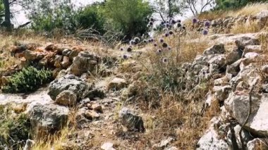 Doğa ve manzara Kudüs'te İsrail çevresinde      