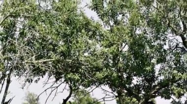 Doğa ve manzara Kudüs'te İsrail çevresinde      