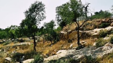 Doğa ve manzara Kudüs'te İsrail çevresinde      
