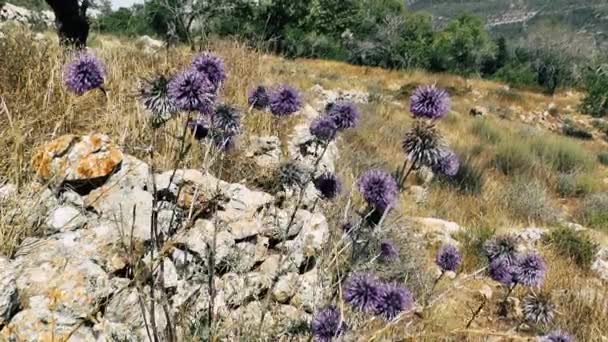 Φύσης Και Του Τοπίου Γύρω Από Την Ιερουσαλήμ Στο Ισραήλ — Αρχείο Βίντεο