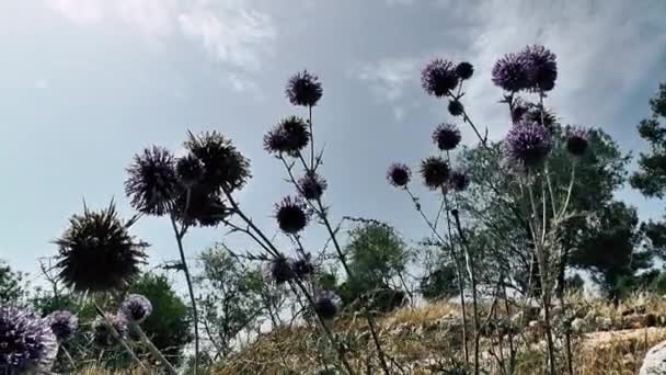 Nature Paysage Autour Jérusalem Israël — Video