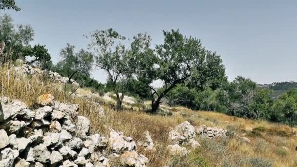 Natura Paesaggio Intorno Gerusalemme Israele — Video Stock