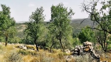 Doğa ve manzara Kudüs'te İsrail çevresinde      