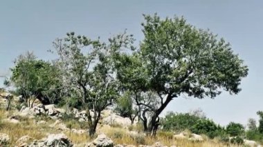 Doğa ve manzara Kudüs'te İsrail çevresinde      