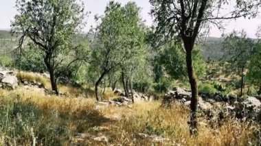 Doğa ve manzara Kudüs'te İsrail çevresinde      