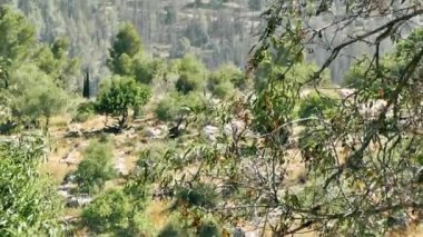 Doğa ve manzara Kudüs'te İsrail çevresinde      