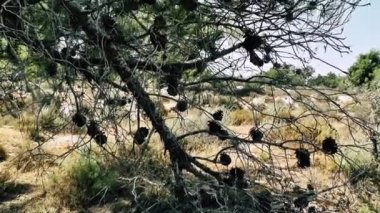 Doğa ve manzara Kudüs'te İsrail çevresinde      