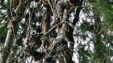 Doğa ve manzara Kudüs'te İsrail çevresinde      