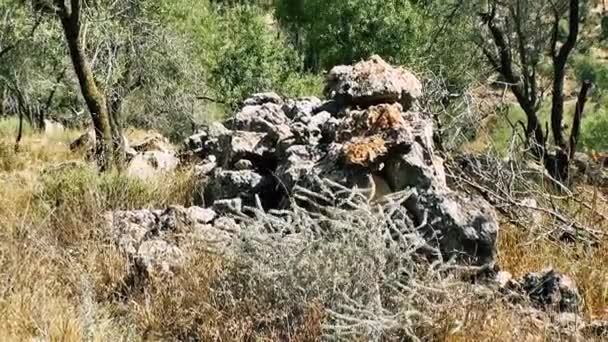 Natureza Paisagem Torno Jerusalém Israel — Vídeo de Stock