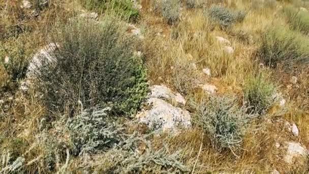 Naturaleza Paisaje Alrededor Jerusalén Israel — Vídeo de stock