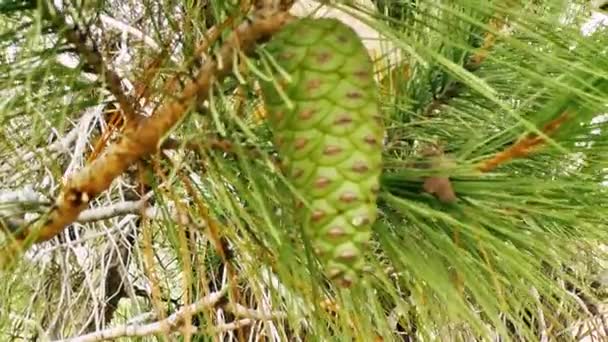 Naturen Och Landskapet Runt Jerusalem Israel — Stockvideo