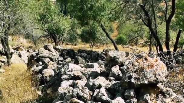 Naturaleza Paisaje Alrededor Jerusalén Israel — Vídeos de Stock