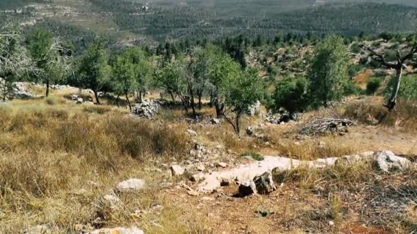 Naturaleza Paisaje Alrededor Jerusalén Israel — Vídeo de stock