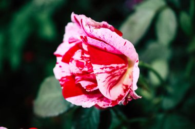 Closeup İsrail Kudüs'ten renkli çiçekler