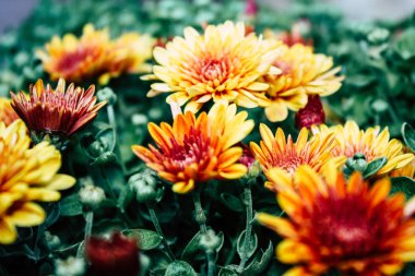 Closeup İsrail Kudüs'ten renkli çiçekler