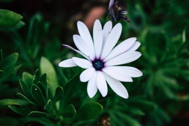 Closeup İsrail Kudüs'ten renkli çiçekler