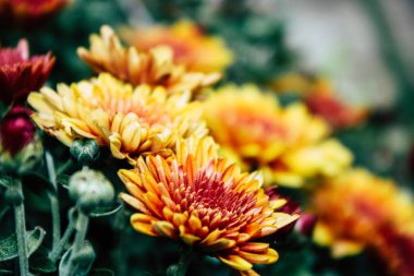 Closeup İsrail Kudüs'ten renkli çiçekler