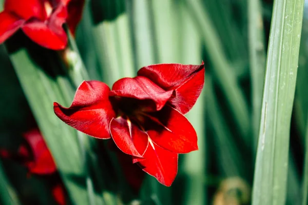 イスラエルのエルサレムから色とりどりの花のクローズ アップ — ストック写真