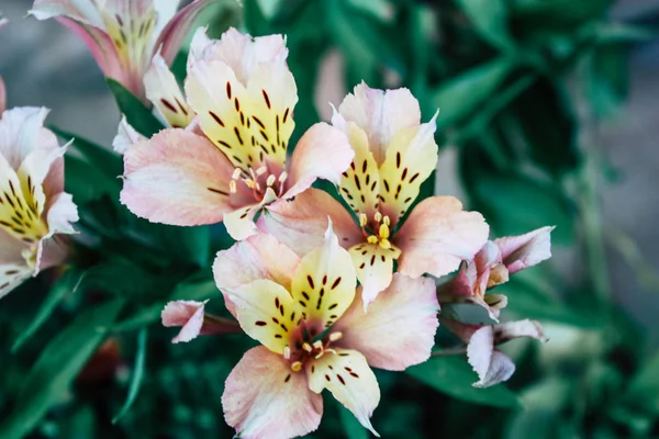 イスラエルのエルサレムから色とりどりの花のクローズ アップ — ストック写真