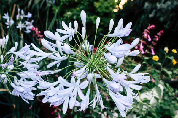 イスラエルのエルサレムから色とりどりの花のクローズ アップ — ストック写真