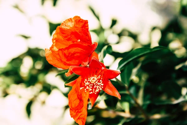 Close Flores Coloridas Jerusalém Israel — Fotografia de Stock