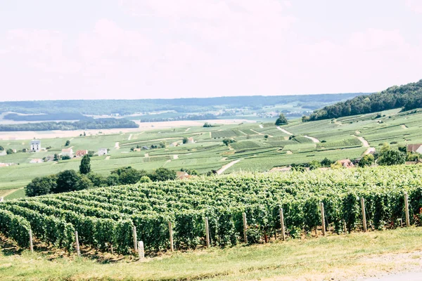 Villedommange Fransa 07 Temmuz 2018 şampanya görünümü üzüm bağları öğleden sonra bir bulutlu gökyüzü altında
