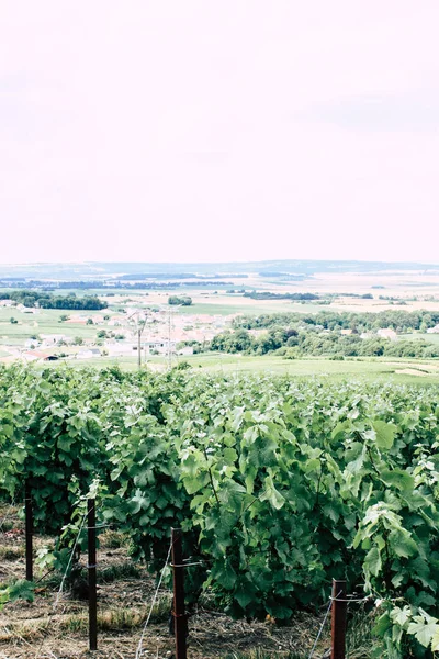 Villedommange Fransa 07 Temmuz 2018 şampanya görünümü üzüm bağları öğleden sonra bir bulutlu gökyüzü altında