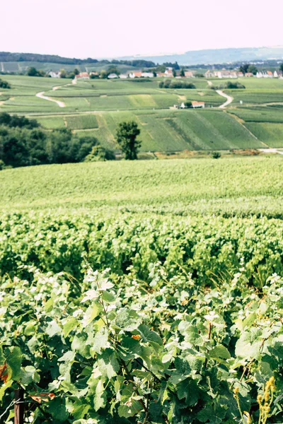 Villedommange Fransa 07 Temmuz 2018 şampanya görünümü üzüm bağları öğleden sonra bir bulutlu gökyüzü altında
