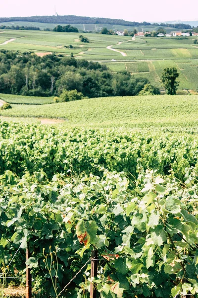 Villedommange Fransa 07 Temmuz 2018 şampanya görünümü üzüm bağları öğleden sonra bir bulutlu gökyüzü altında